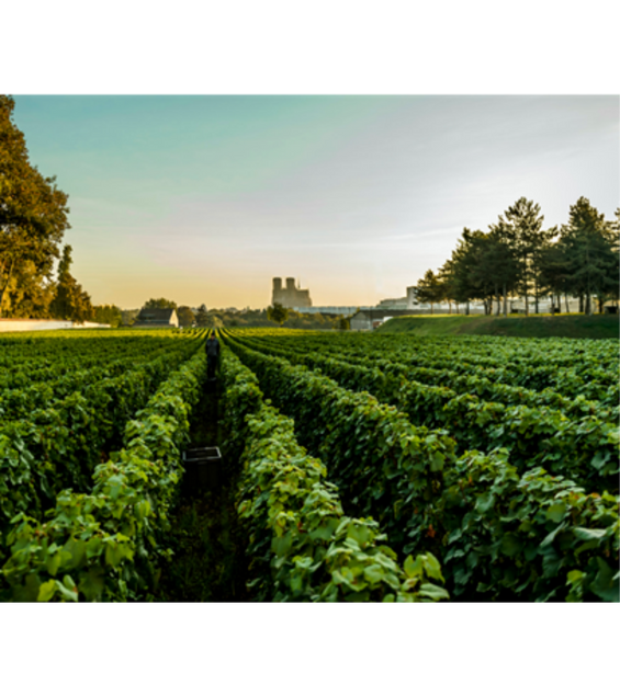 Winery Info/Brand