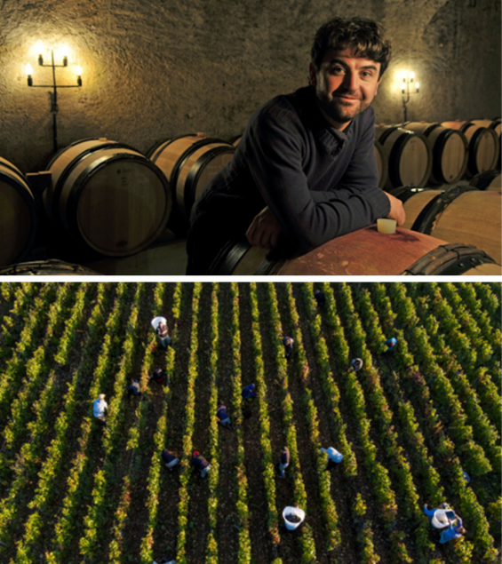 Winery Info/Brand